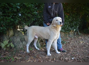 Sisko - es sind so viele