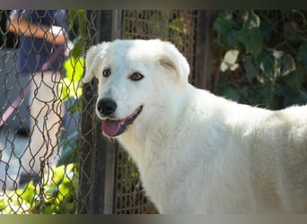 Mona - eine weiße Herzensbrecherin und ihre drei Schwestern