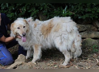 Paolo - Oh, huch, wow!!!