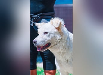 Cornelius - ein junger Rüde mir Herz, Köpfchen und Tatendrang