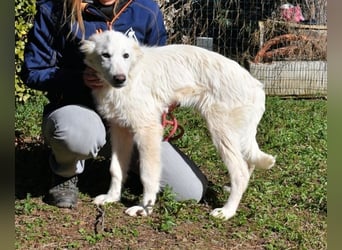 Heathon - sucht die Liebe seines Lebens