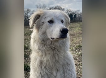 Mulan - Sanfte Präsenz, großes Herz