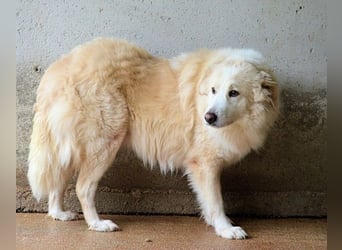 Olivielle- Junge Dame im Bärenmantel