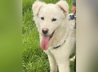 Cornelius - Vom Zurückgelassenen zum Lernwilligen