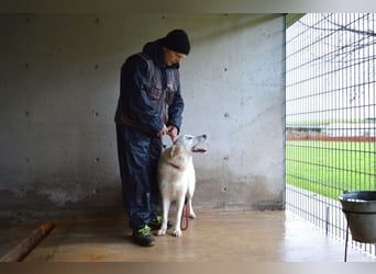Meriwa - Doch nur wieder ein Kurzbesuch.....