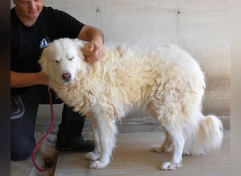 Haigen - SOS - Wenn das Foto zur Anklage wird.