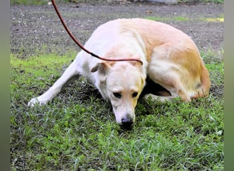 Antiloco - Nur ein Wunsch: endlich nach Hause!