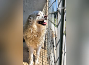 Haigen - Free HAIGEN