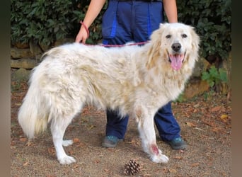 Aristodemo - nicht nur Schall und Rauch