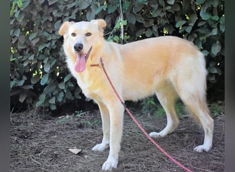 Antiloco - Nur ein Wunsch: endlich nach Hause!