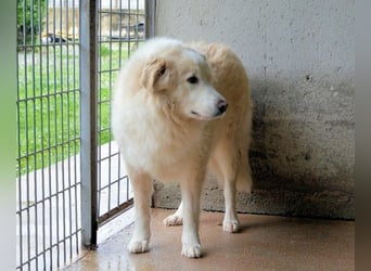 Olivielle- Junge Dame im Bärenmantel