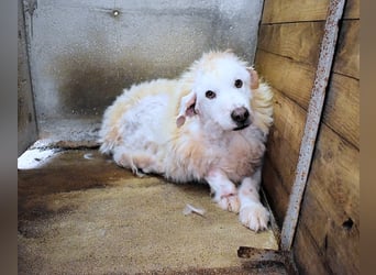 Haigen - SOS - Wenn das Foto zur Anklage wird.