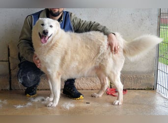 Sallustio - Der Sinn des Lebens