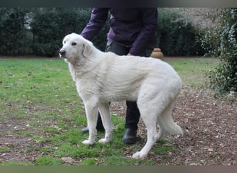 Makeen - es ist die Ohnmacht.....