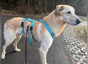 Yannick - SOS- Dringend Pflegestelle oder Zuhause gesucht - verloren zwischen Angst und Bindung