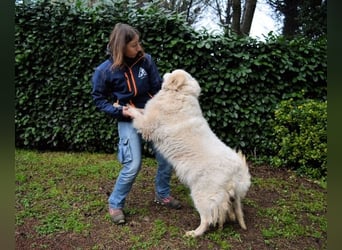 Tallulah - Grandezza auf vier Pfoten!