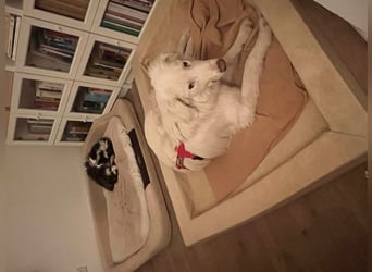 Stardust - Von der Erde zum Mond und zurück....