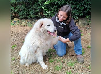 Tallulah - Grandezza auf vier Pfoten!