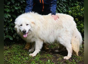 Hadriano - Viel mehr als nur einer unter vielen!