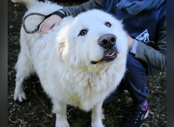 Hadriano - Viel mehr als nur einer unter vielen!