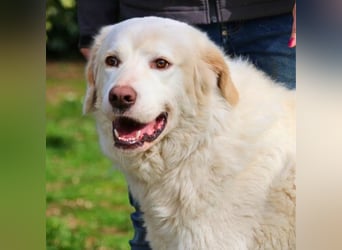 Abele - wenn Kraft und Zeit verloren gehen