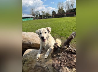 Cornelius - Woher soll er es können?