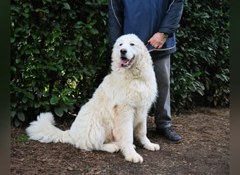 Leofric - Kleiner Löwe hat Großes vor