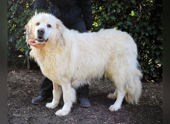 Balvin - Andere schauen bis zum Horizont