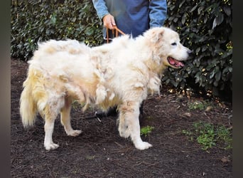 Apolonio - möchte für seine Menschen ein Fels in der Brandung sein