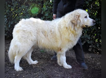 Balvin - Andere schauen bis zum Horizont