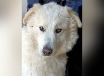 Olivielle- Junge Dame im Bärenmantel