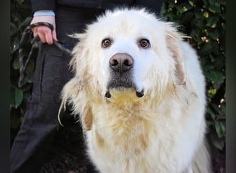 Balvin - Andere schauen bis zum Horizont