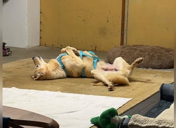 Yannick - SOS- Dringend Pflegestelle oder Zuhause gesucht - verloren zwischen Angst und Bindung