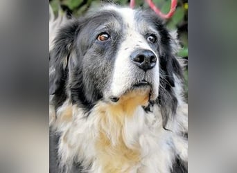 Hindah - Dreieinhalb Sommersprossen