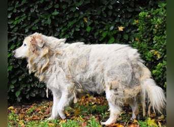 Akamu - Sucht seinen passenden Deckel