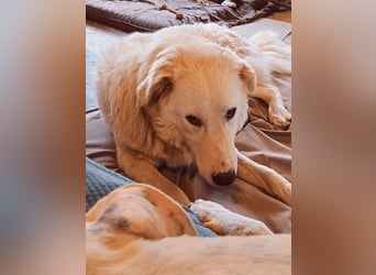 Tonia - eine sanfte Seele mit Flausen im Kopf