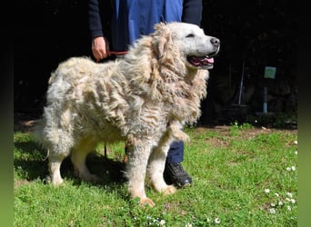 Noak - Alles nur Wunschdenken... ?