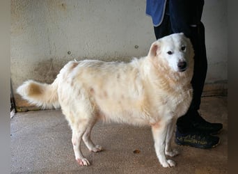 Sallustio - Der Sinn des Lebens