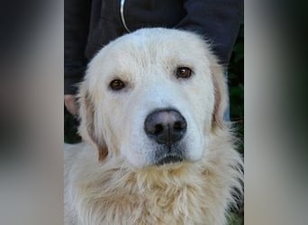 Sisko - es sind so viele