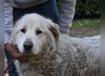 Gorivah - Das Leben ist zu kurz...