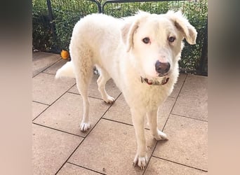 Bullo - weißer Eisbär mit sanfter Seele