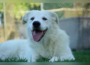 Mira - eine weiße Herzensbrecherin und ihre drei Schwestern