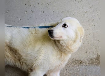 Amaya - So schön und so schrecklich?