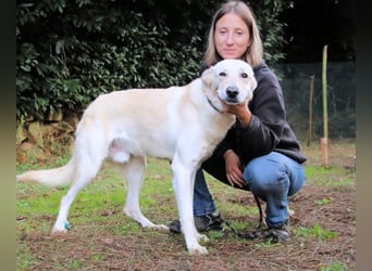 Yannick - SOS- Dringend Pflegestelle oder Zuhause gesucht - verloren zwischen Angst und Bindung
