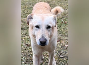 Yannick - SOS- Dringend Pflegestelle oder Zuhause gesucht - verloren zwischen Angst und Bindung