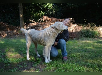 Sisko - es sind so viele