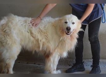 Jaafar - Der sanfte Riese Jaafar - Der sanfte Riese