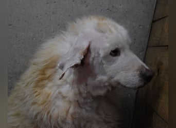 Haigen - SOS - Wenn das Foto zur Anklage wird.