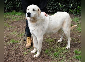 Neeko - Traumhund sucht Traummenschen