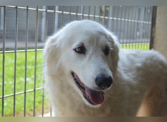 Amaya - So schön und so schrecklich? Amaya - So schön und so schrecklich?